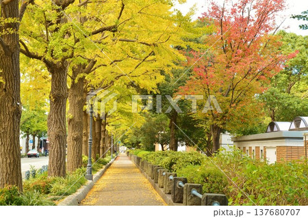 紅葉の横浜山下公園イチョウ並木通り 137680707