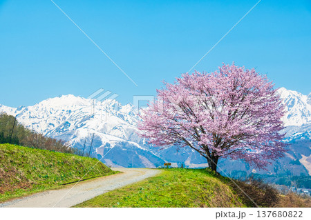 野平の一本桜 137680822