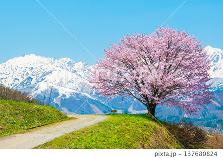 野平の一本桜 野平の一本桜 137680824