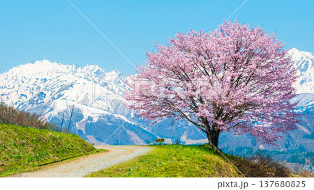 野平の一本桜 137680825