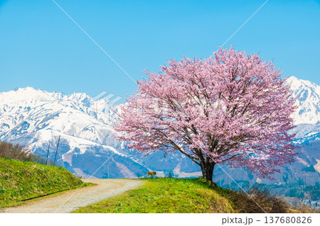 野平の一本桜 野平の一本桜 137680826