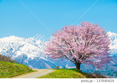 野平の一本桜 137680828