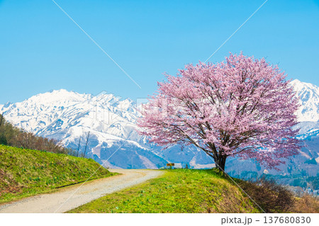 野平の一本桜 野平の一本桜 137680830