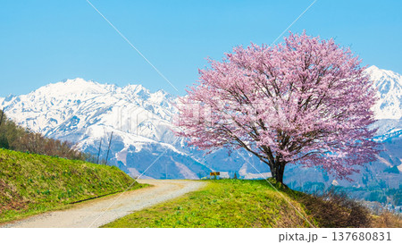 野平の一本桜 137680831