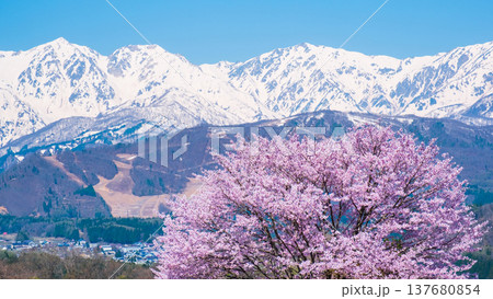 野平の一本桜と白馬三山 野平の一本桜と白馬三山 137680854