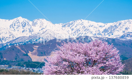 野平の一本桜と白馬三山 野平の一本桜と白馬三山 137680859
