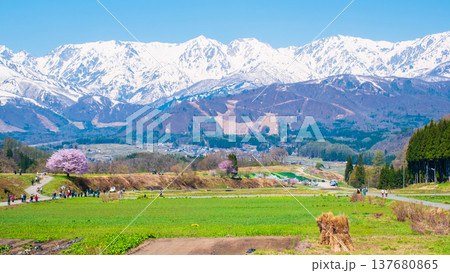 野平の一本桜と北アルプスの風景 野平の一本桜と北アルプスの風景 137680865