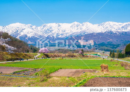 野平の一本桜と北アルプスの風景 野平の一本桜と北アルプスの風景 137680873