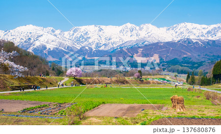 野平の一本桜と北アルプスの風景 137680876
