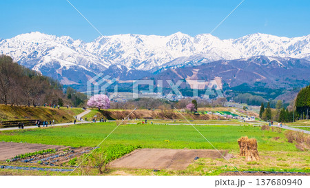 野平の一本桜と北アルプスの風景 野平の一本桜と北アルプスの風景 137680940