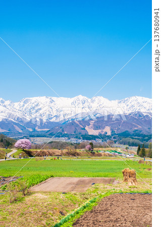 野平の一本桜と北アルプスの風景 野平の一本桜と北アルプスの風景 137680941