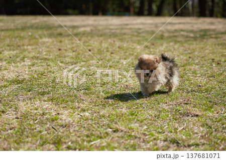 春の公園で楽しく遊んでいるポメラニアンの子犬の様子 137681071