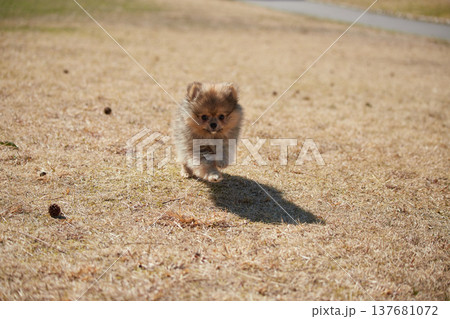 春の公園で楽しく遊んでいるポメラニアンの子犬の様子 春の公園で楽しく遊んでいるポメラニアンの子犬の様子 137681072