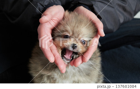 家のリビングで元気で飼い主と遊んでいる可愛いポメラニアンの子犬の様子 家のリビングで元気で飼い主と遊んでいる可愛いポメラニアンの子犬の様子 137681084