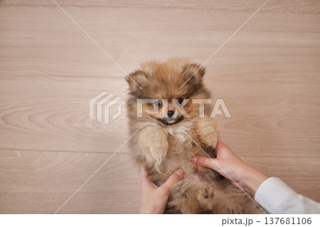 家のリビングで元気で飼い主と遊んでいる可愛いポメラニアンの子犬の様子	 137681106