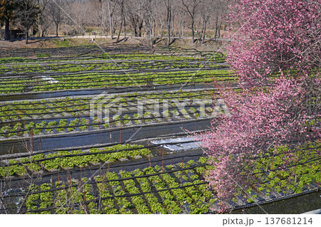 春の大王わさび農場 137681214