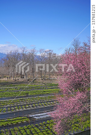 春の大王わさび農場 137681215