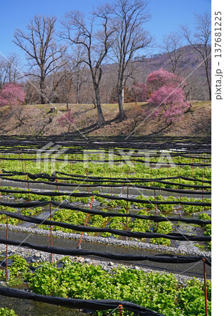 春の大王わさび農場 春の大王わさび農場 137681225