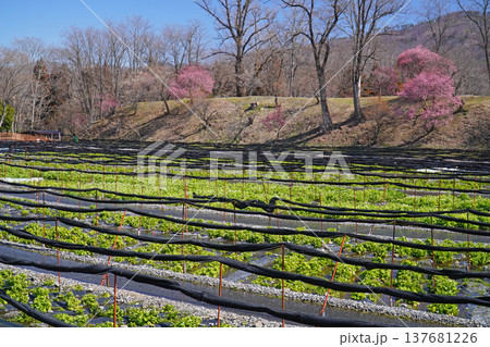 春の大王わさび農場 春の大王わさび農場 137681226