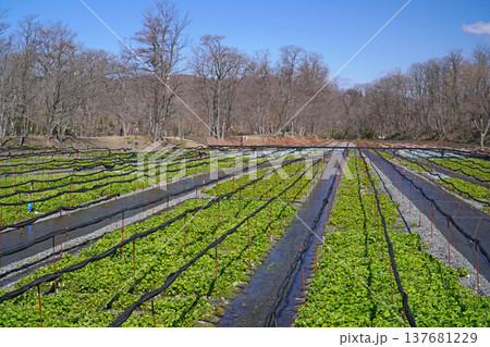 春の大王わさび農場 137681229