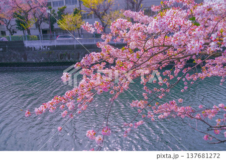 大岡川プロムナードの桜 大岡川プロムナードの桜 137681272