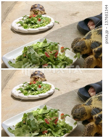 初めてピーマン食べて苦味にびっくりするケヅメリクガメ 137681344