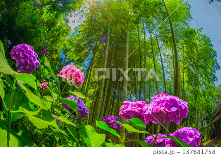 6月の紫陽花と竹林 6月の紫陽花と竹林 137681758