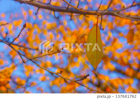 小石川後楽園の紅葉 137681762