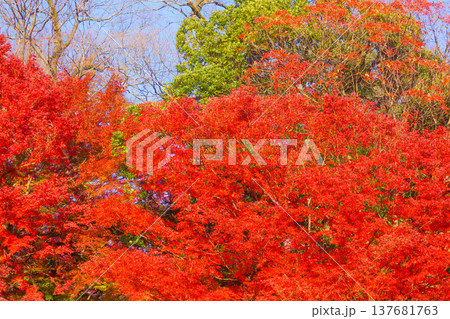 小石川後楽園の紅葉 137681763