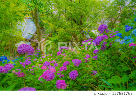 あじさいと日本家屋 137681768