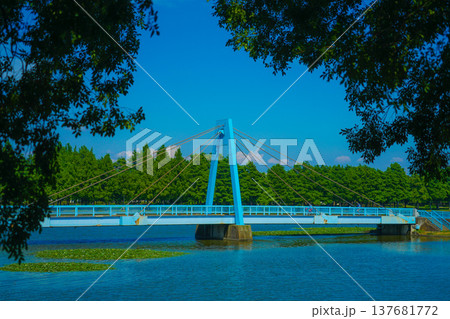 水元公園の水元大橋 137681772