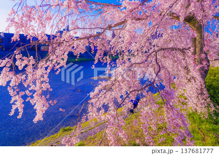 鴨川の河川敷の桜 鴨川の河川敷の桜 137681777