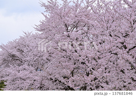 満開の桜　群馬県沼田市運動公園　　　　 137681846