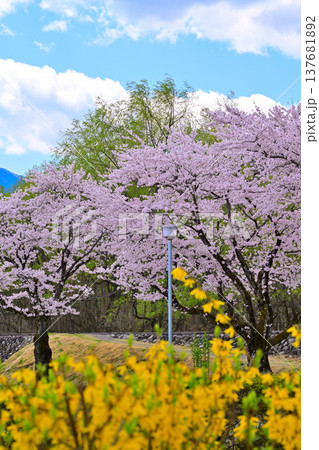 満開の桜 群馬県沼田市運動公園 満開の桜 群馬県沼田市運動公園 137681892