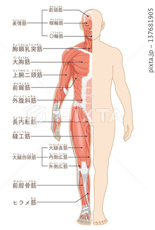 全身の筋肉 正面 Full body muscles front illustration 137681905