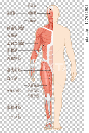 全身の筋肉 正面 Full body muscles front illustration 137681905