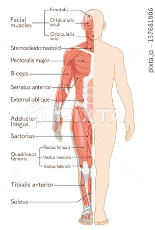 全身の筋肉 正面 Full body muscles front illustration 137681906