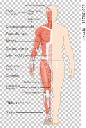 全身の筋肉 正面 Full body muscles front illustration 137681906