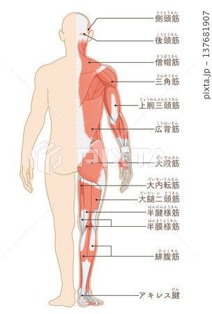 全身の筋肉 背面 Full body muscles back illustration 137681907