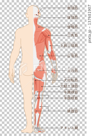 全身の筋肉 背面 Full body muscles back illustration 137681907