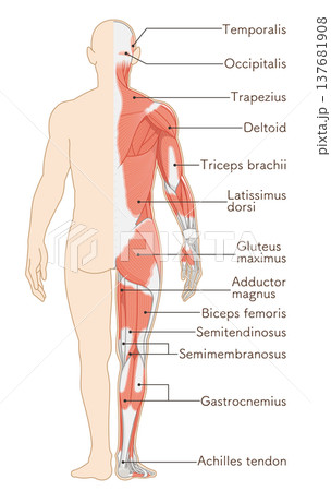 全身の筋肉 背面 Full body muscles back illustration 全身の筋肉 背面 Full body muscles back illustration 137681908