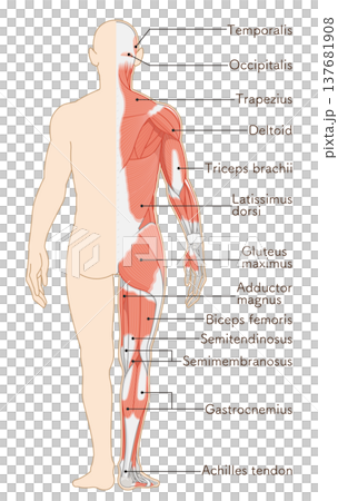 Full body muscles back illustration 137681908