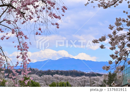 満開の桜　遠く赤城連山　群馬県沼田市運動公園　　　　 137681911