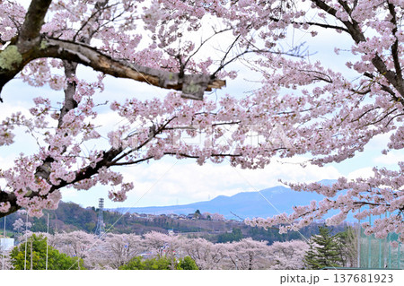 満開の桜 遠く赤城連山 群馬県沼田市運動公園 満開の桜 遠く赤城連山 群馬県沼田市運動公園 137681923