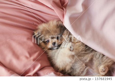 家のリビングで楽しく遊んでいるポメラニアンの子犬の姿 137681945