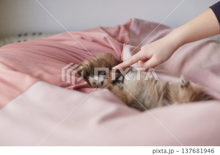 家のリビングで楽しく遊んでいるポメラニアンの子犬の姿 家のリビングで楽しく遊んでいるポメラニアンの子犬の姿 137681946
