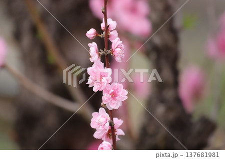 花桃の木 137681981