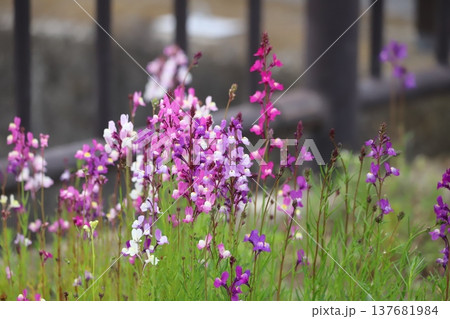 ピンクと紫が彩るリナリアの花風景 137681984