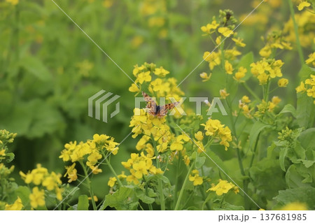 菜の花にとまるキタテハ 菜の花にとまるキタテハ 137681985