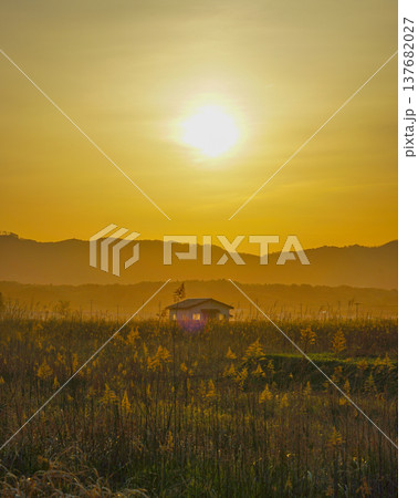 すすき畑と太陽と家屋 137682027